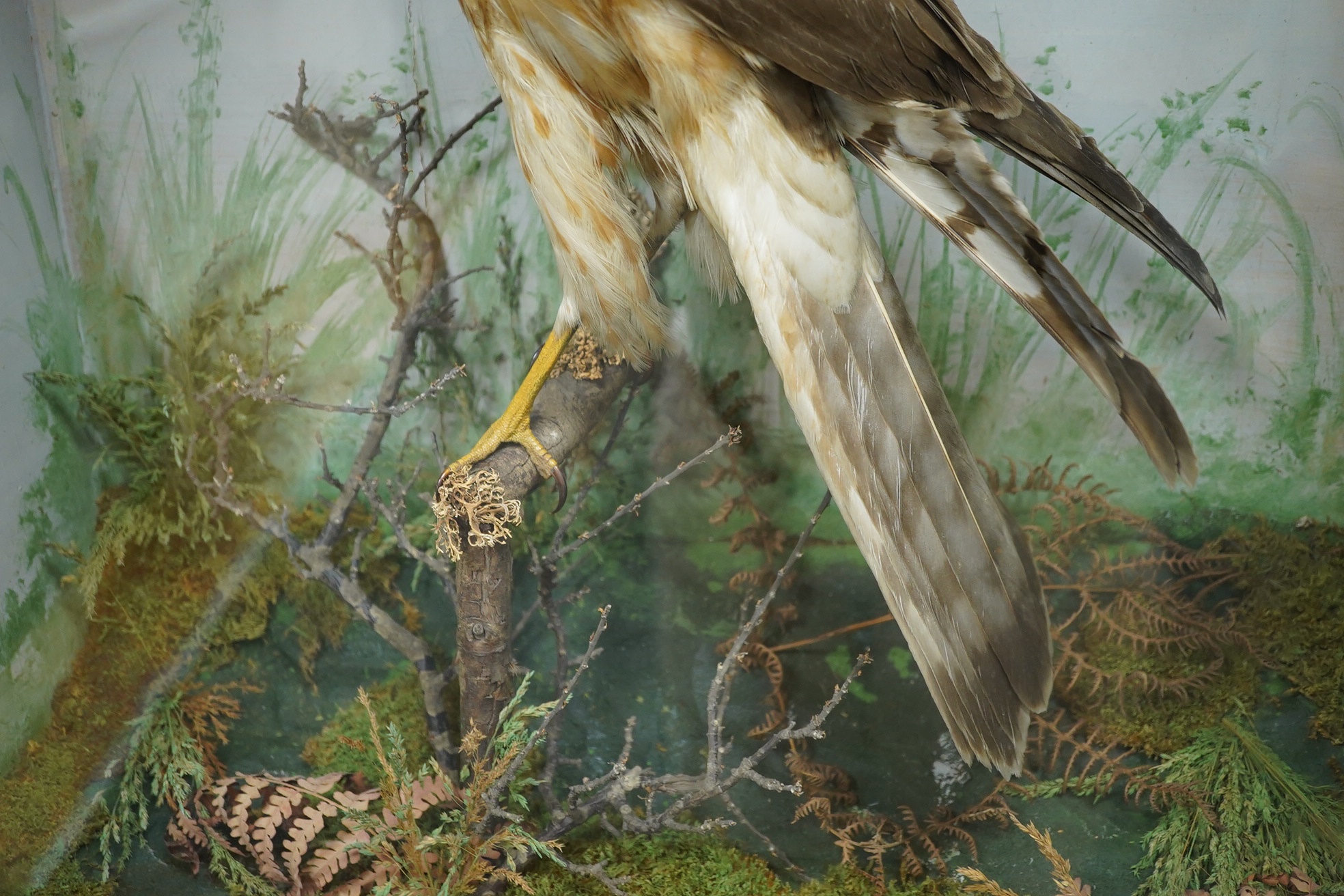 F. Jeffreys, a cased taxidermic female hen harrier, 68cm high x 55cm wide. Condition - fair to good